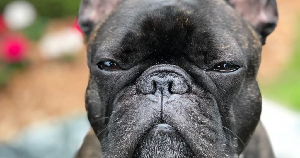 French Bulldog Behavior Problems